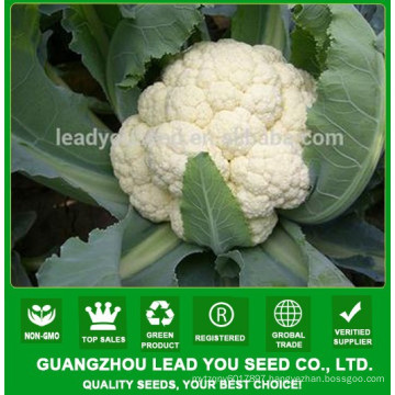 JCF13 Duofu heat resistant hybrid cauliflower seeds in vegetable seeds